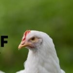 Ações da MBRF saltam 14% e lideram o Ibovespa após trégua no Oriente Médio