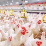 Ações da MBRF avançam 14,34% com sinal de trégua no Oriente Médio